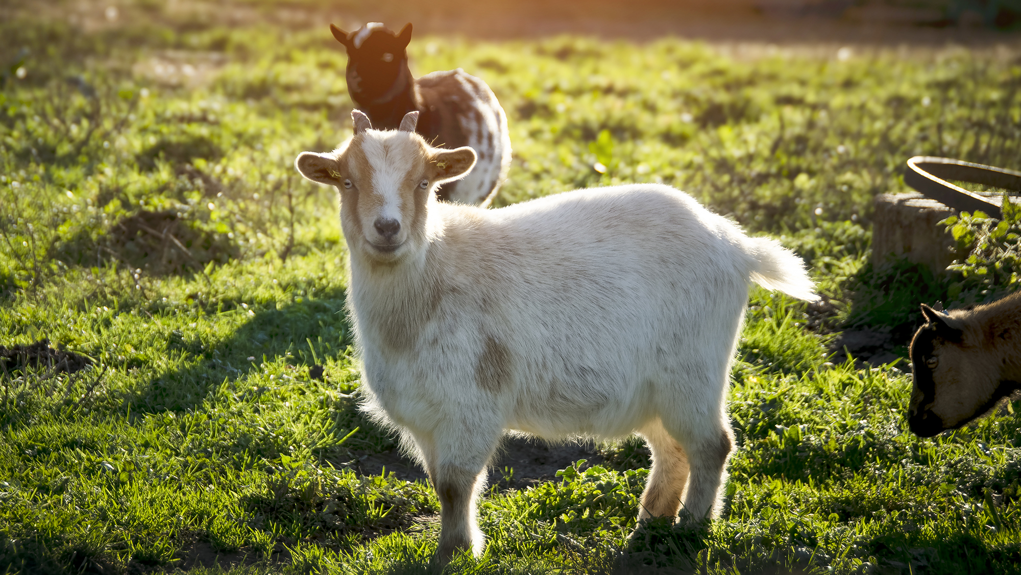 Chèvre Toy aux yeux bleus