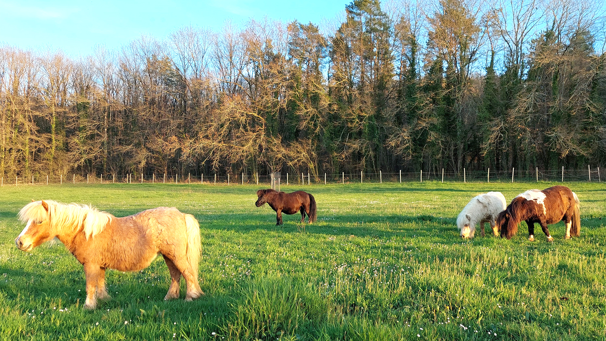 Mini Poneys Shetland