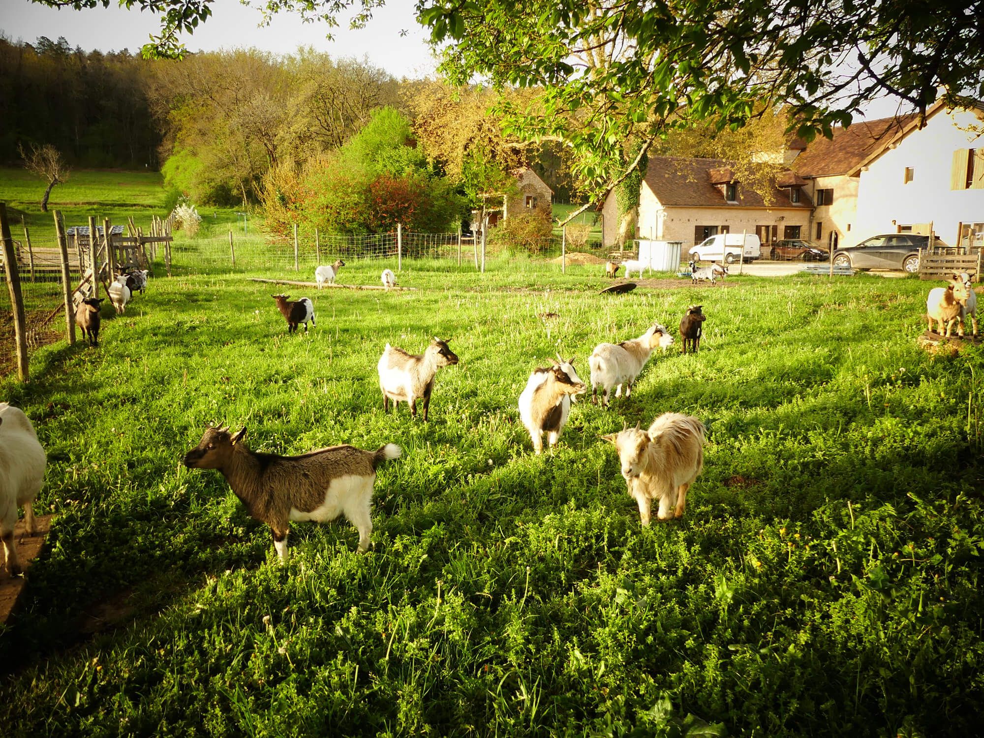 La Ferme des Petites Oreilles