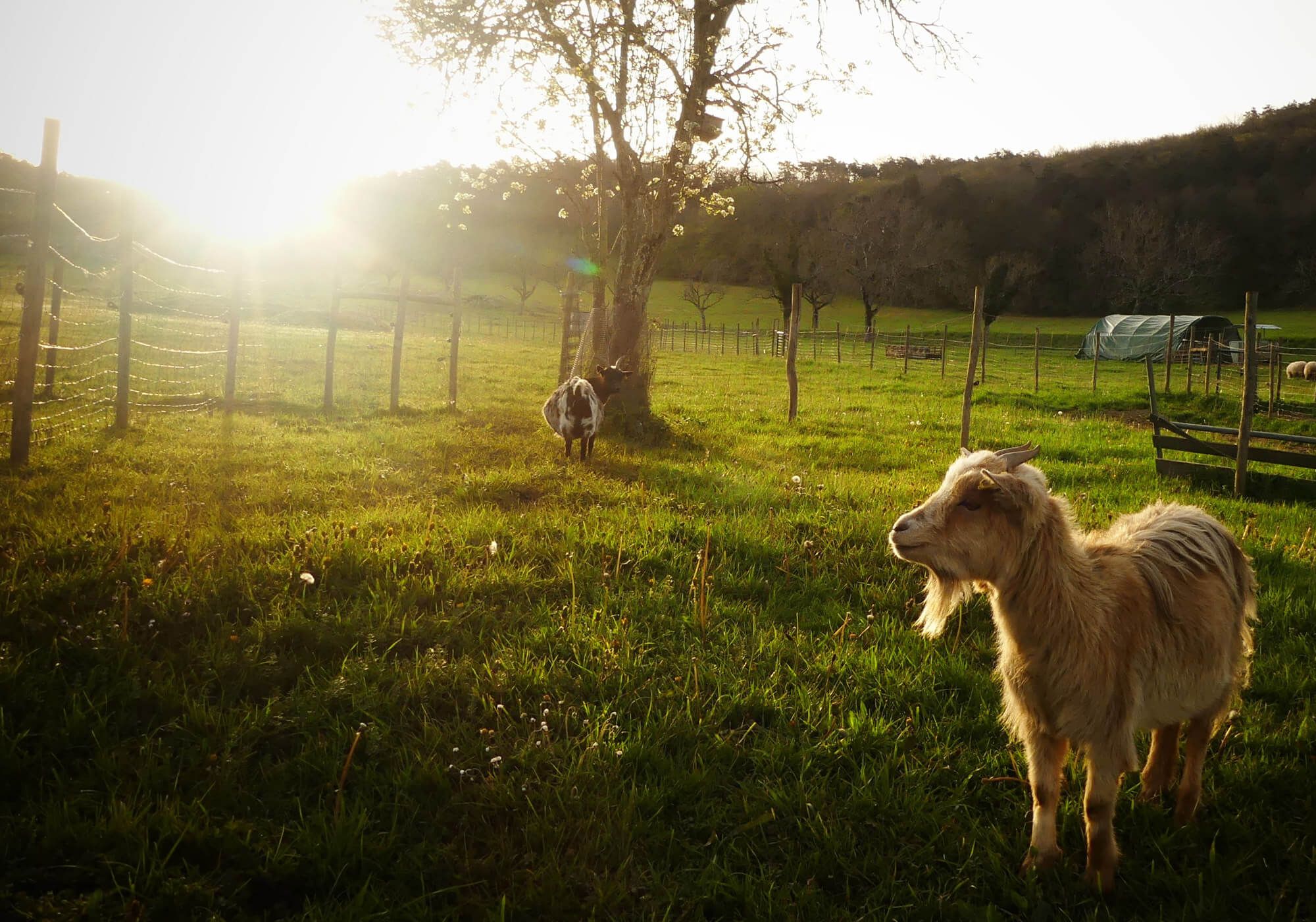 La Ferme des Petites Oreilles